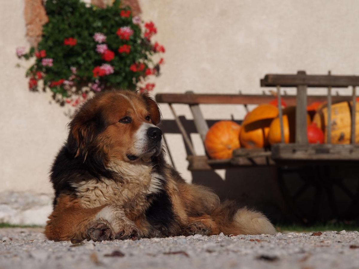 Vila Tourist Farm Senkova Domacija Zgornje Jezersko Exteriér fotografie